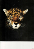 Jaguar 1993 (Prospekt)